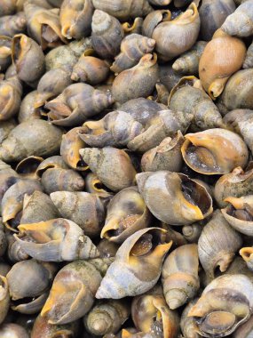 Balıkçıda satılık salyangozlar.