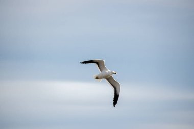 Dominik Martı veya Kelp Martı gökyüzünde uçuyor