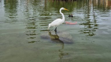 photo of a Great White Heron or Great Egret clipart