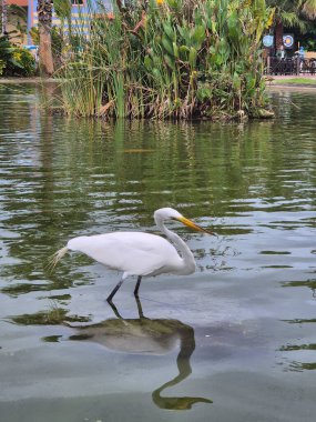 Büyük balıkçıl ya da Büyük Akbalıkçıl 'ın fotoğrafı