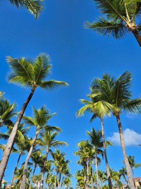 Punta Cana, Dominik Cumhuriyeti 'ndeki palmiye ağaçlarının fotoğrafları