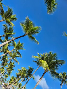 Punta Cana, Dominik Cumhuriyeti 'ndeki palmiye ağaçlarının fotoğrafları
