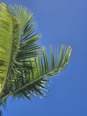 Punta Cana, Dominik Cumhuriyeti 'ndeki palmiye ağaçlarının fotoğrafları