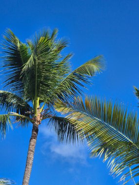 Punta Cana, Dominik Cumhuriyeti 'ndeki palmiye ağaçlarının fotoğrafları