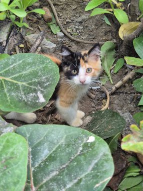 Bitkilerin arasında saklanan üç renkli yavru kedi.