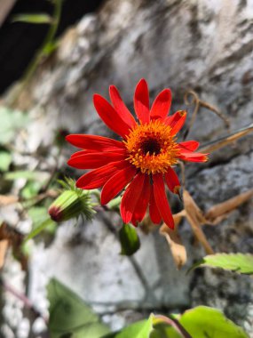 Pseudogynoxys chenopodioides (Kunth) Cabrera. Red daisy clipart