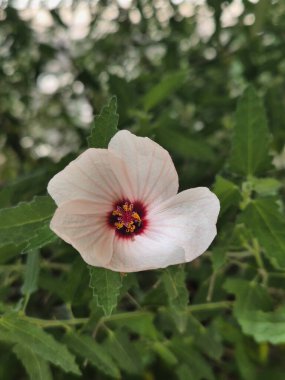 closeup of Pavonia hastata flower clipart