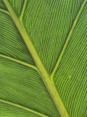 Bir alocacia yaprağının damarları