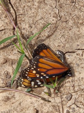 Kuru toprakta ölü kral kelebeği