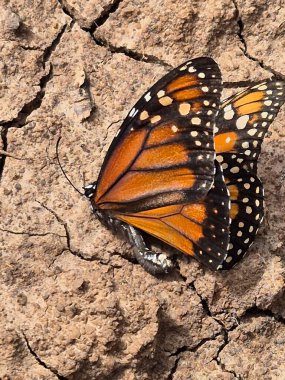 Kuru toprakta ölü kral kelebeği