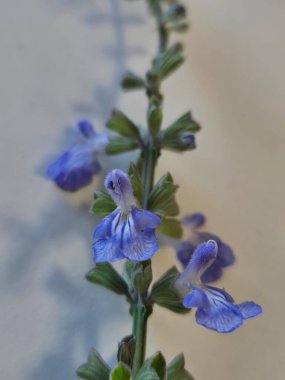 Mavi bilge ya da Salvia azürea çiçeklerinin ayrıntıları