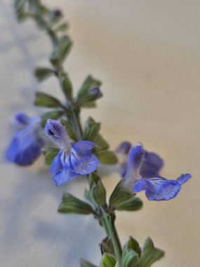 Mavi bilge ya da Salvia azürea çiçeklerinin ayrıntıları
