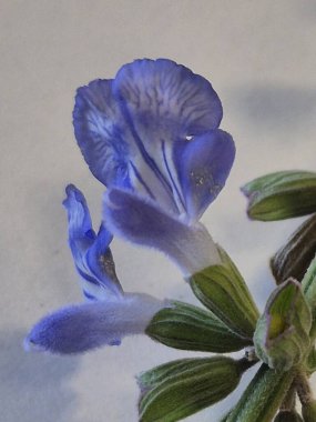 Mavi bilge ya da Salvia azürea çiçeklerinin ayrıntıları