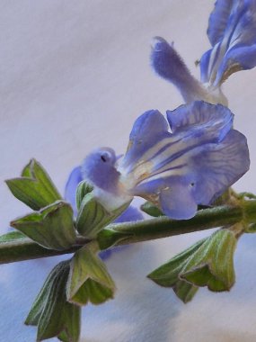 Mavi bilge ya da Salvia azürea çiçeklerinin ayrıntıları