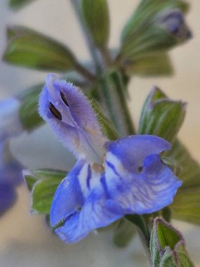 Mavi bilge ya da Salvia azürea çiçeklerinin ayrıntıları