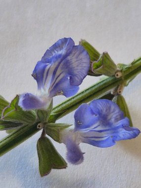 Mavi bilge ya da Salvia azürea çiçeklerinin ayrıntıları