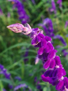 Salvia Lukantha 'nın çiçekleri hakkında detaylar