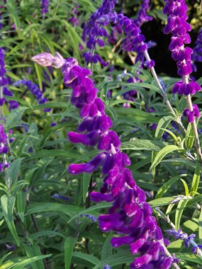 Salvia Lukantha 'nın çiçekleri hakkında detaylar