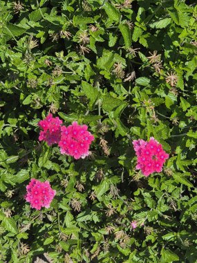 Verbena 'nın pembe çiçekleri