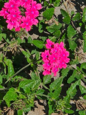 Verbena 'nın pembe çiçekleri