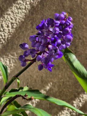 Mavi zencefil çiçekleri. Dichorisandra tiroflora