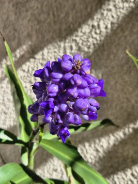 Mavi zencefil çiçekleri. Dichorisandra tiroflora