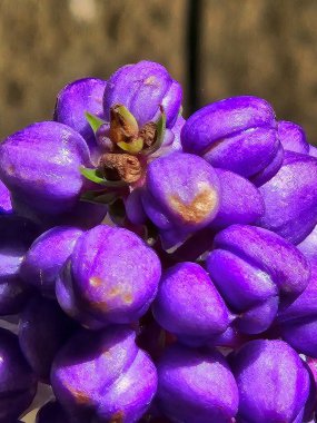 Mavi zencefil çiçekleri. Dichorisandra tiroflora