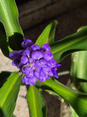Mavi zencefil çiçekleri. Dichorisandra tiroflora