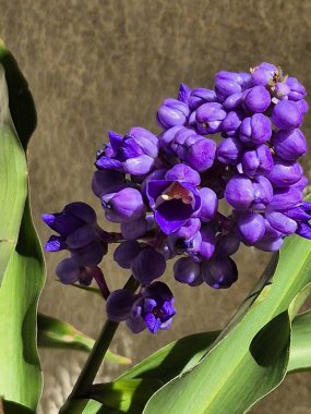 Mavi zencefil çiçekleri. Dichorisandra tiroflora