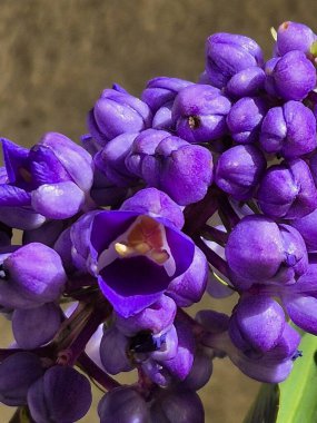 Mavi zencefil çiçekleri. Dichorisandra tiroflora