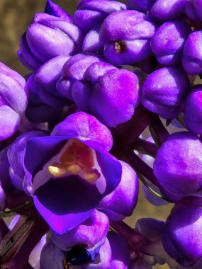 Mavi zencefil çiçekleri. Dichorisandra tiroflora