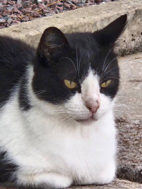 Siyah beyaz bir kedinin portresi