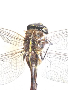 Beyaz arka planda bir yusufçuk resmi