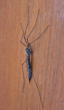 Tipula Paludosa 'nın fotoğrafı