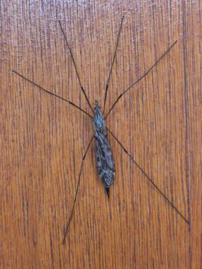 Tipula Paludosa 'nın fotoğrafı