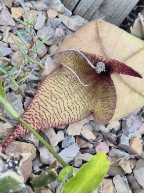 Stapelia dev çayının gösterişli çiçeği.