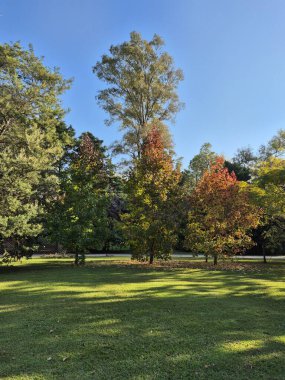 Sonbaharda çiklet ağacı yaprakları