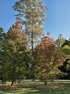 Sonbaharda çiklet ağacı yaprakları