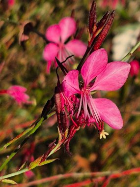 Gaura Lindheimeri 'nin pembe çiçekleri