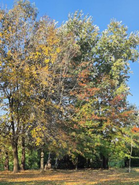 Sonbaharda çiklet ağacı yaprakları