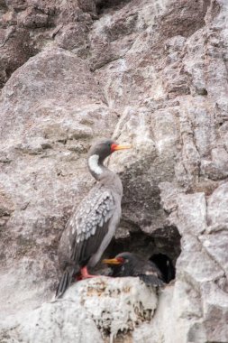 Puerto Deseado 'daki gri karabatak (Poikilocarbo gaimardi)
