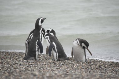 Puerto Deseado 'daki Macellan penguen kolonisi