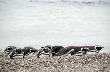 Puerto Deseado 'daki Macellan penguen kolonisi