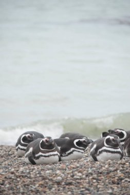 Puerto Deseado 'daki Macellan penguen kolonisi