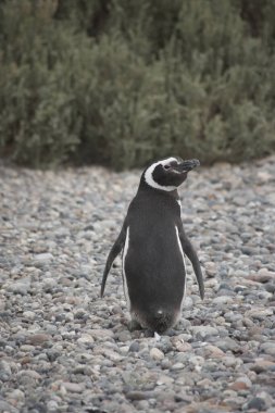Portrait of a Magellanic penguin in Argentine Patagonia clipart