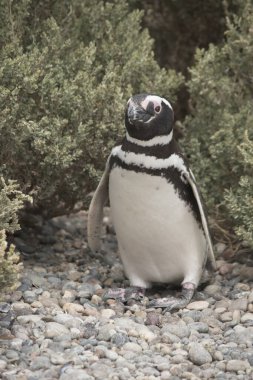 Portrait of a Magellanic penguin in Argentine Patagonia clipart