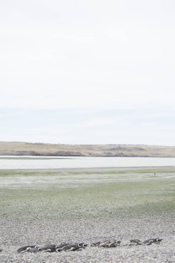 Puerto Deseado 'daki Macellan penguen kolonisi