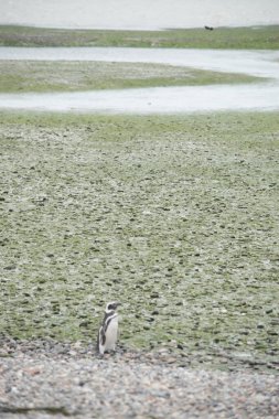 Portrait of a Magellanic penguin in Argentine Patagonia clipart