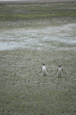 Puerto Deseado 'daki Macellan penguen kolonisi