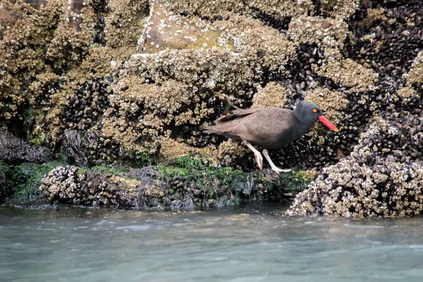Puerto Deseado kıyısındaki Magellanic Oystercatcher (Haematopus leucopodus)